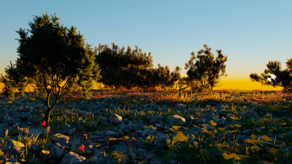 Bioma_Blender